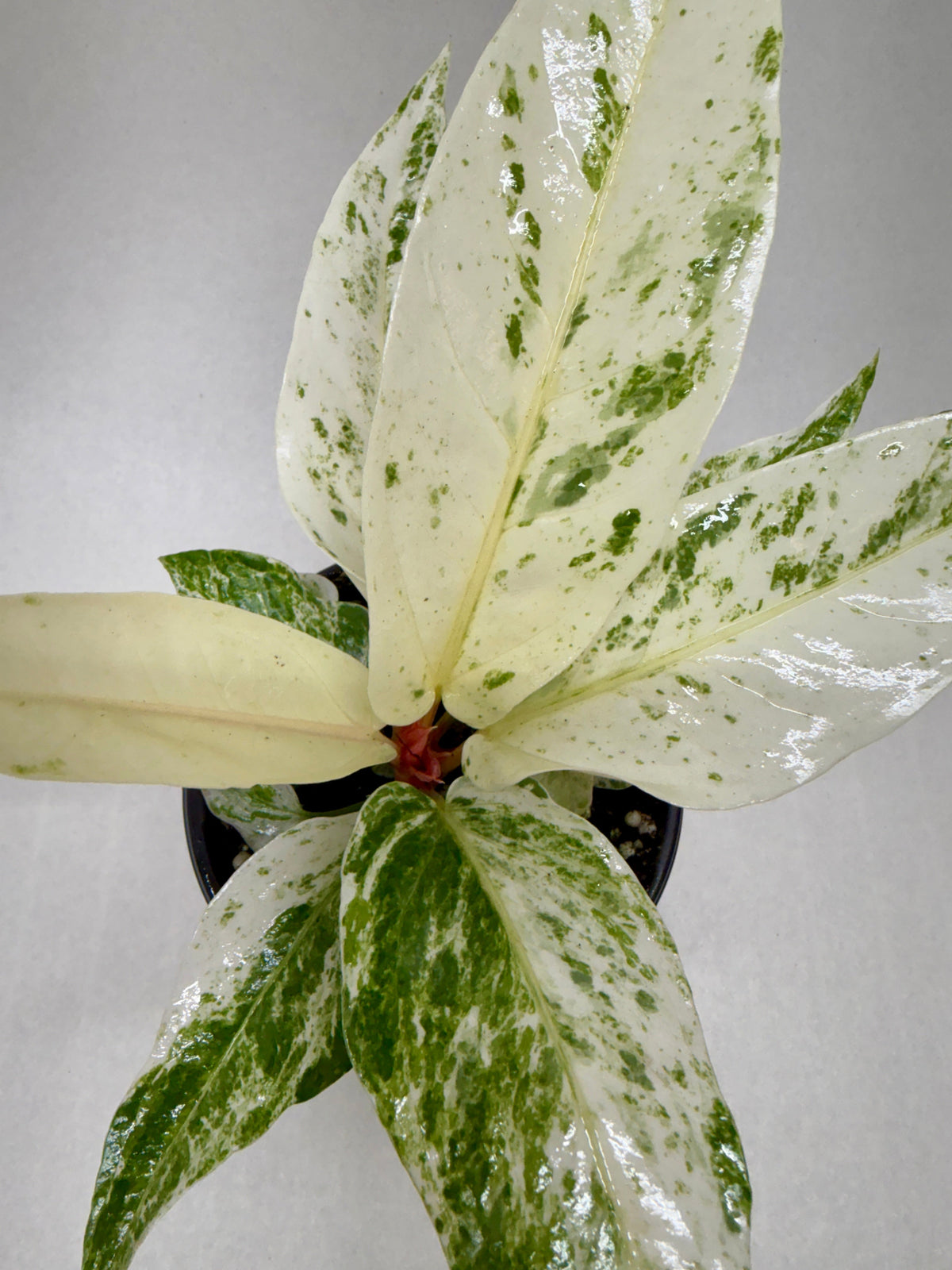 Anthurium 'Variegated Hookeri' – view 3