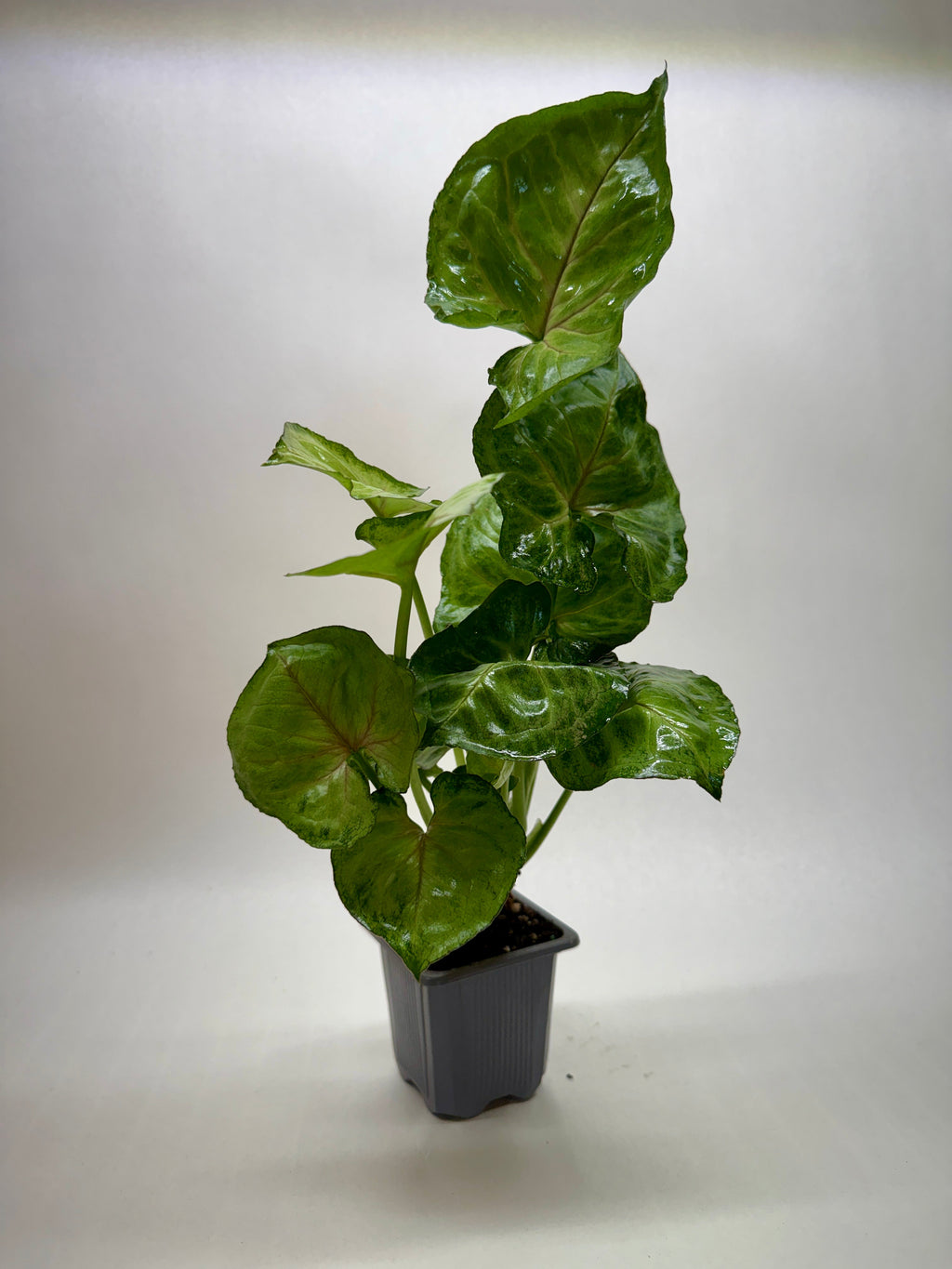 Syngonium Cream Allusion – view 3