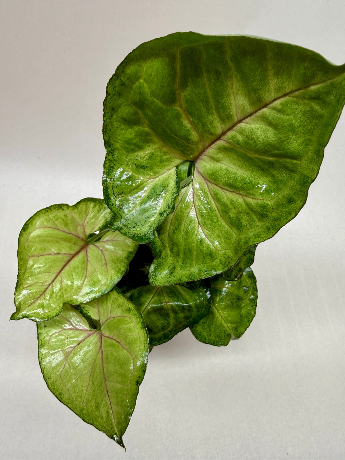 Syngonium Cream Allusion – view 5
