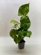 Syngonium Cream Allusion – view 4
