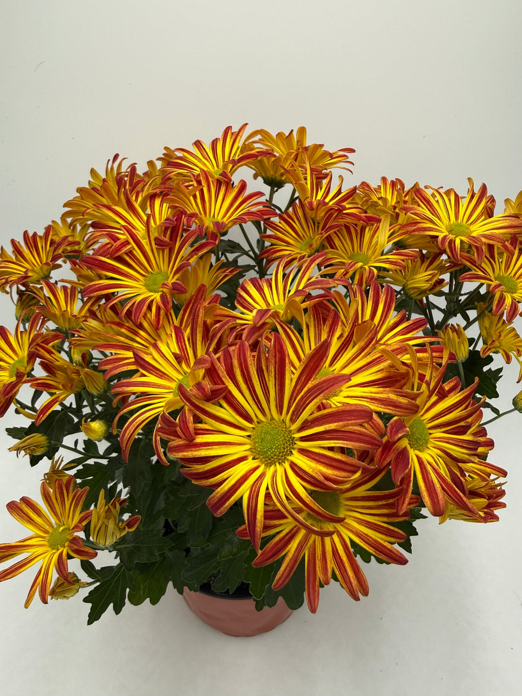 Mums (Chrysanthemum) – view 6