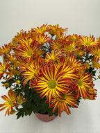 Mums (Chrysanthemum) – view 6