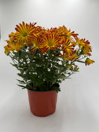Mums (Chrysanthemum) – view 2