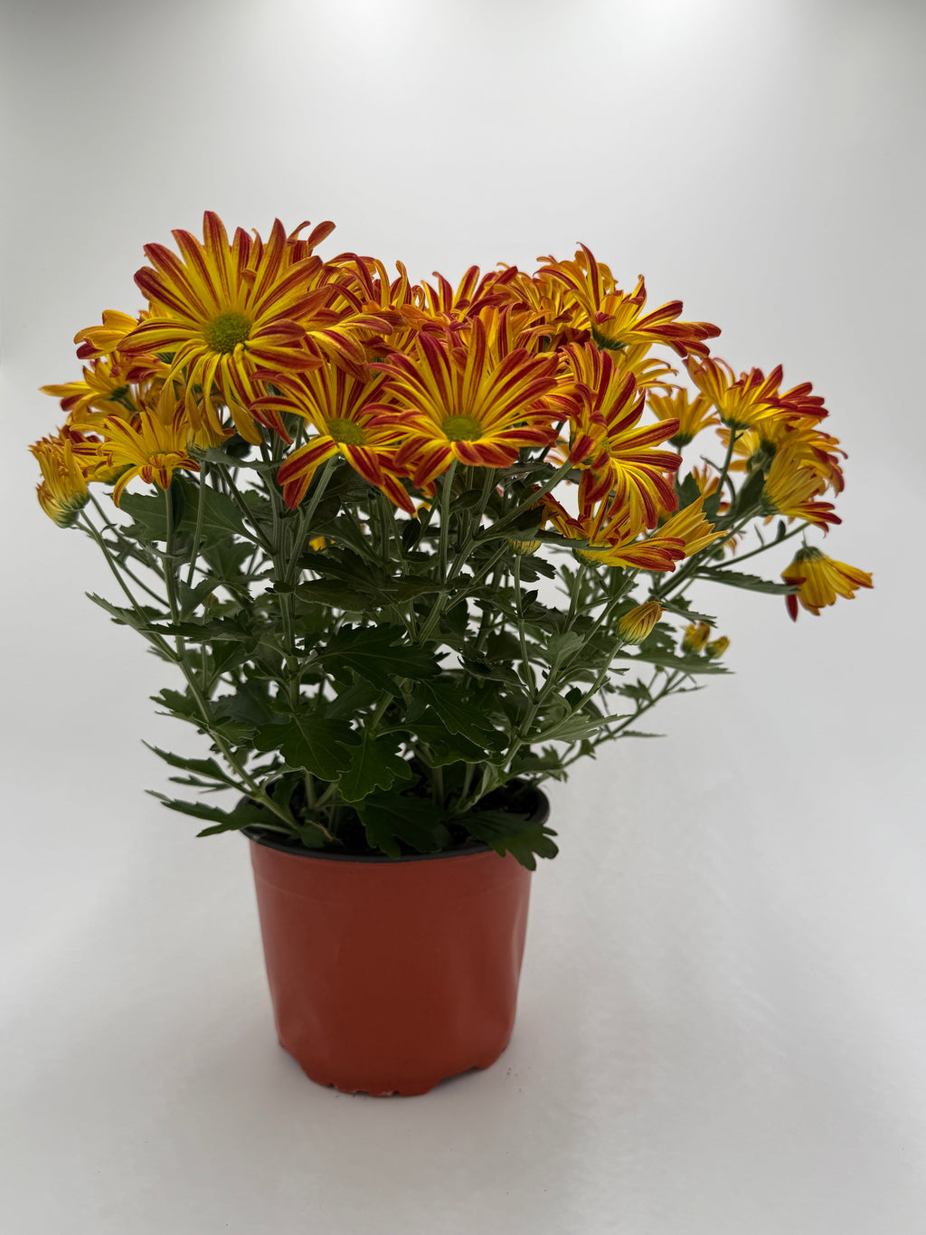 Mums (Chrysanthemum) – view 3
