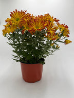 Mums (Chrysanthemum) – view 4