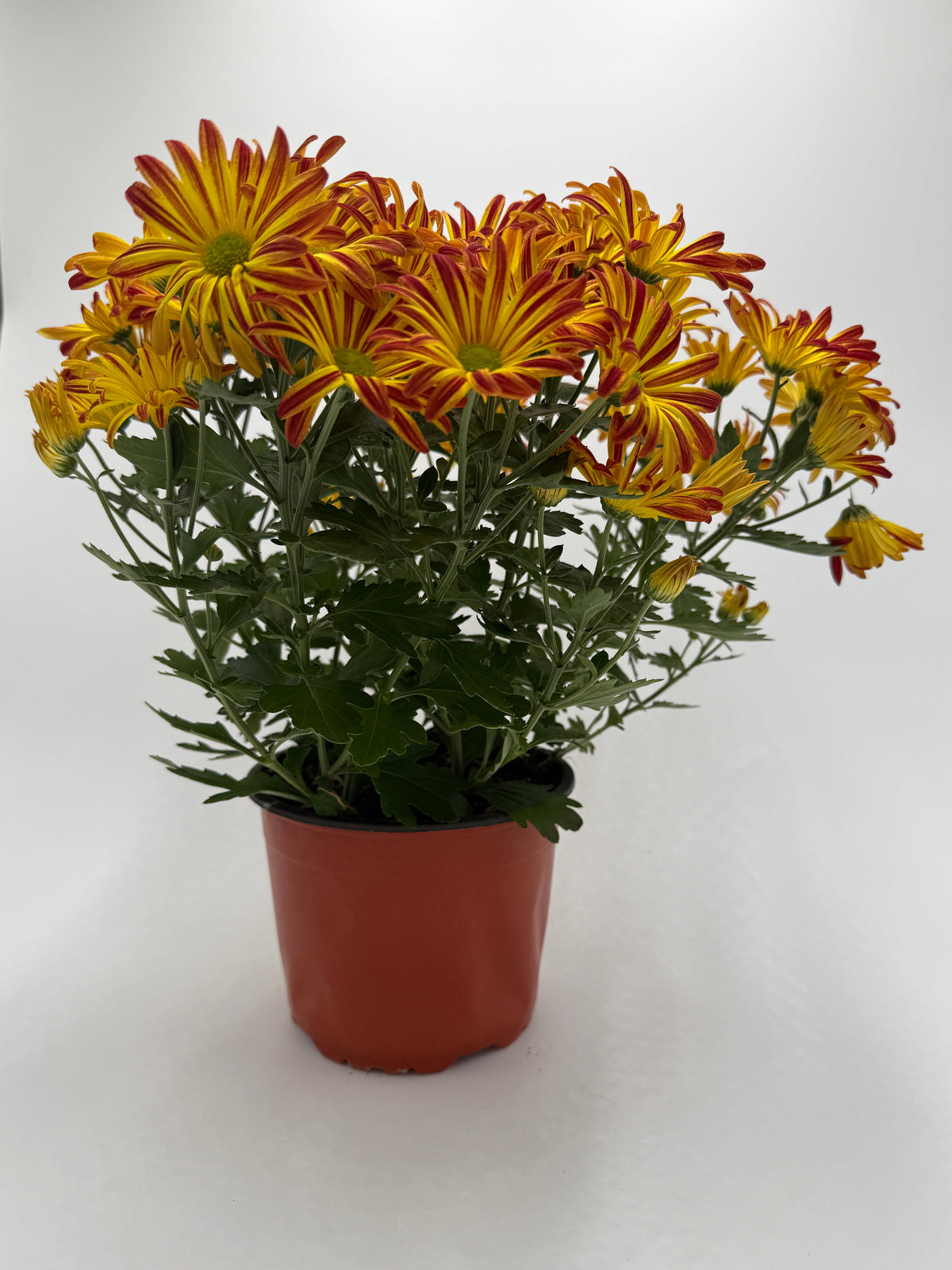 Mums (Chrysanthemum) – view 4