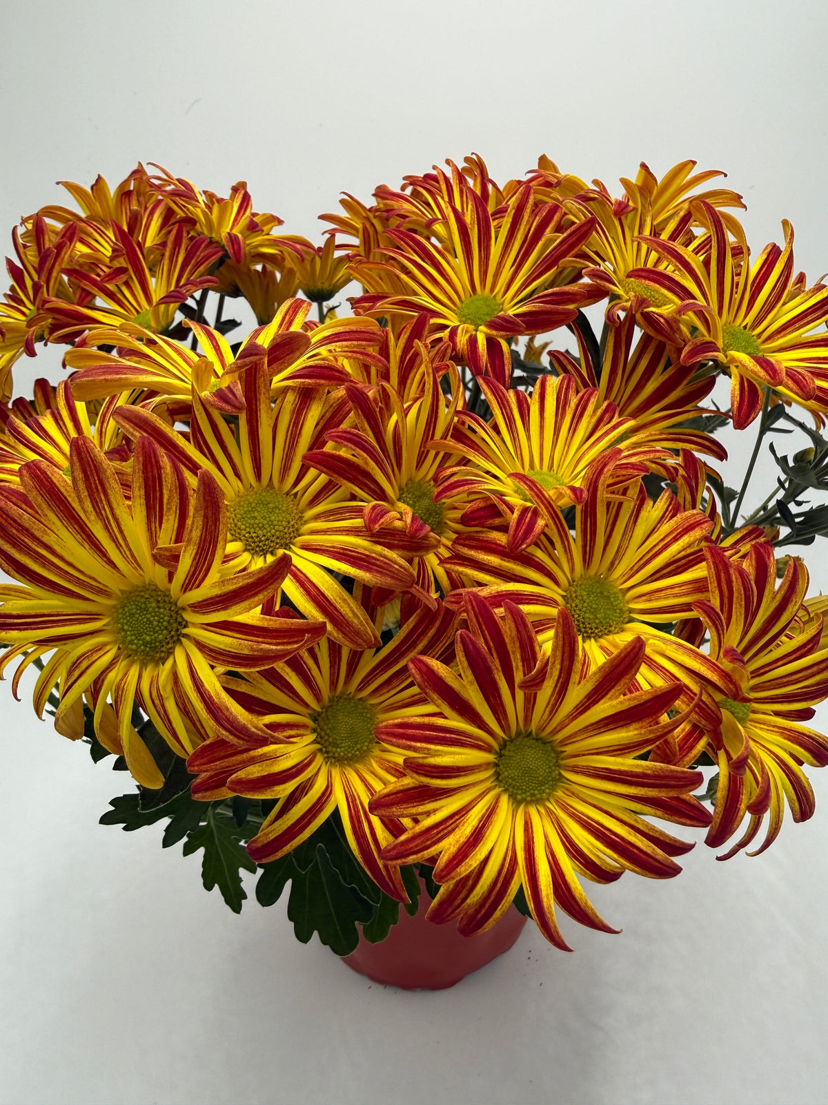Mums (Chrysanthemum) – view 5