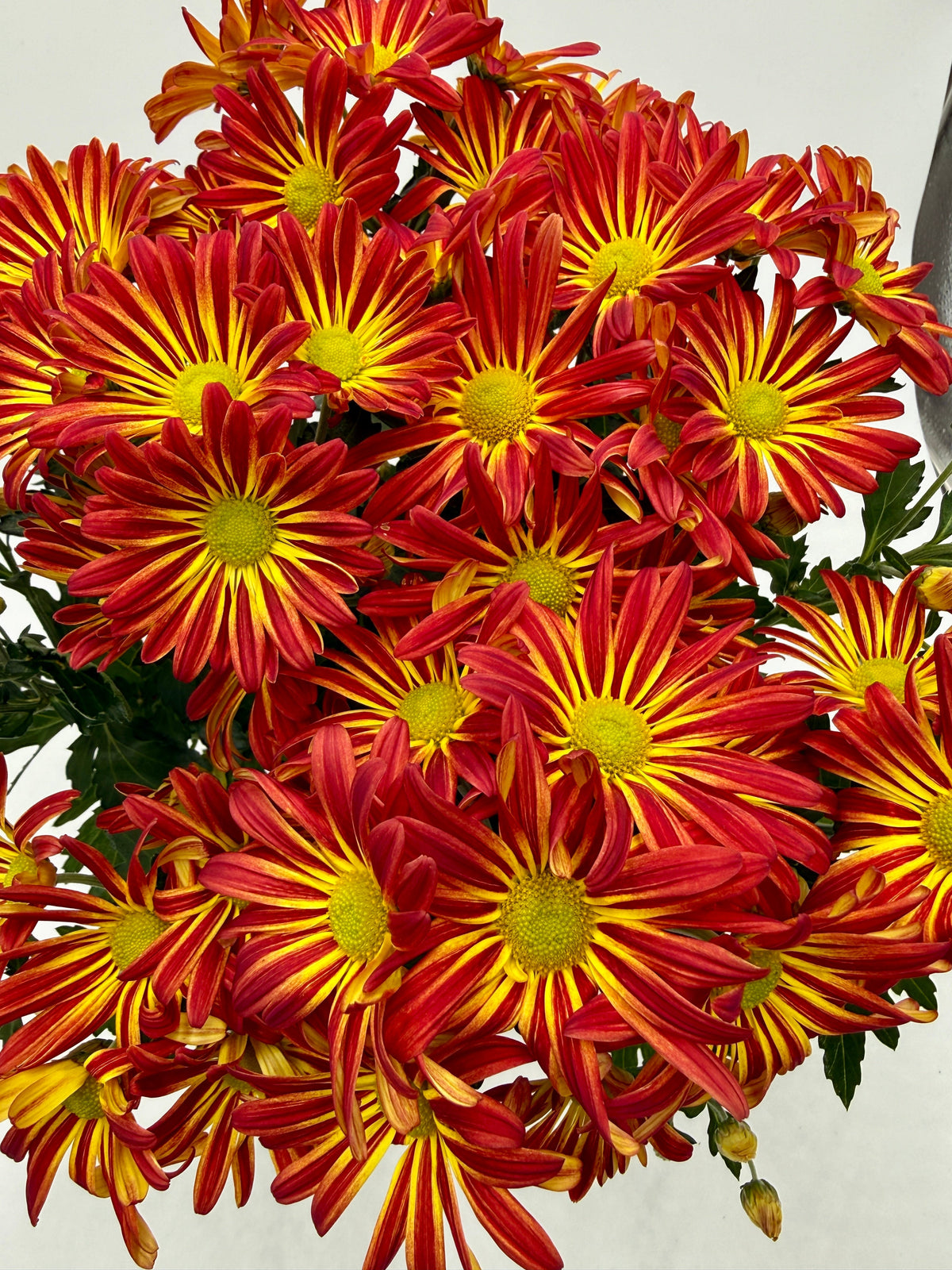 Mums (Chrysanthemum) – view 11