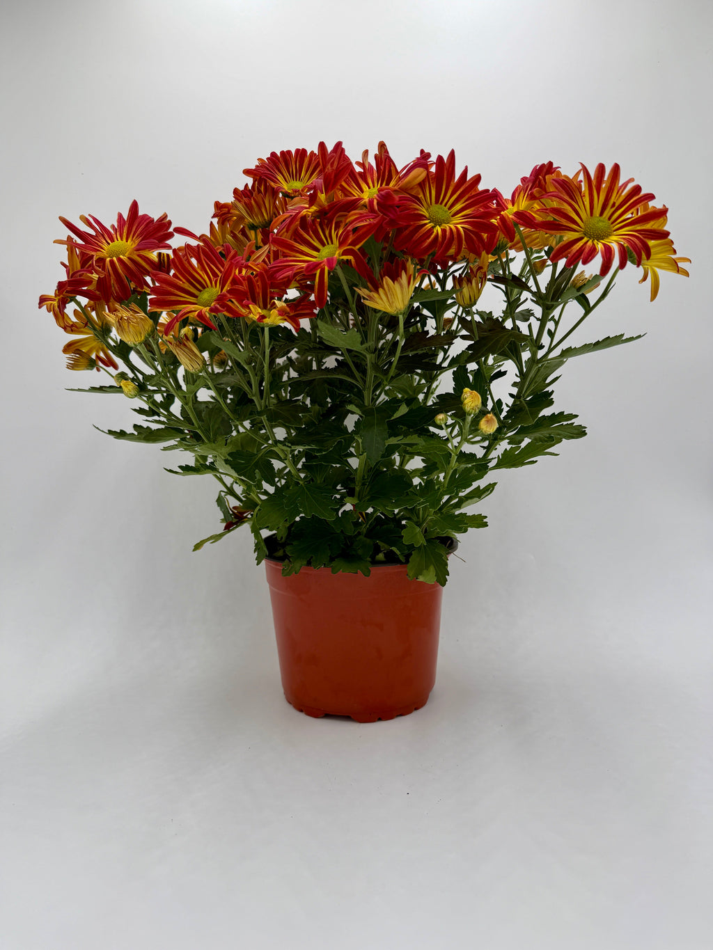 Mums (Chrysanthemum) – view 7
