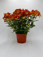 Mums (Chrysanthemum) – view 7