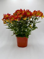 Mums (Chrysanthemum) – view 8