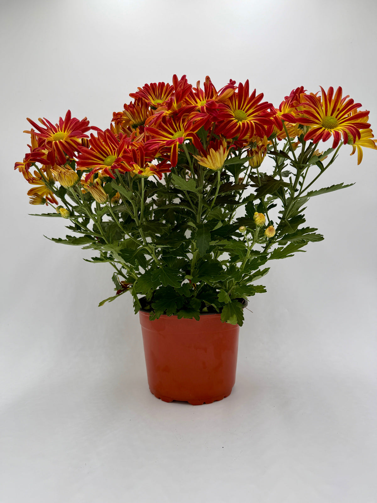 Mums (Chrysanthemum) – view 8
