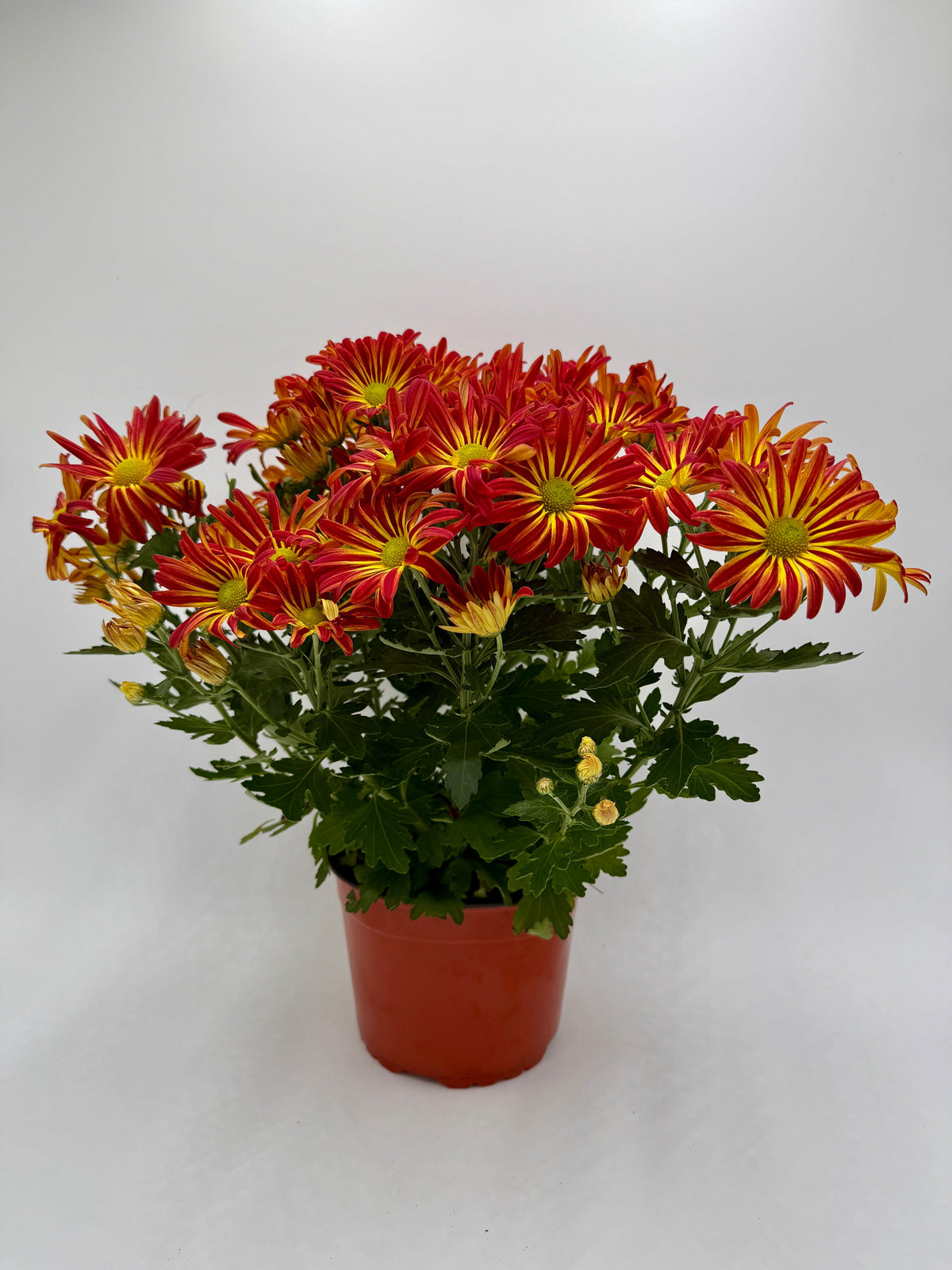 Mums (Chrysanthemum) – view 9