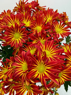 Mums (Chrysanthemum) – view 10
