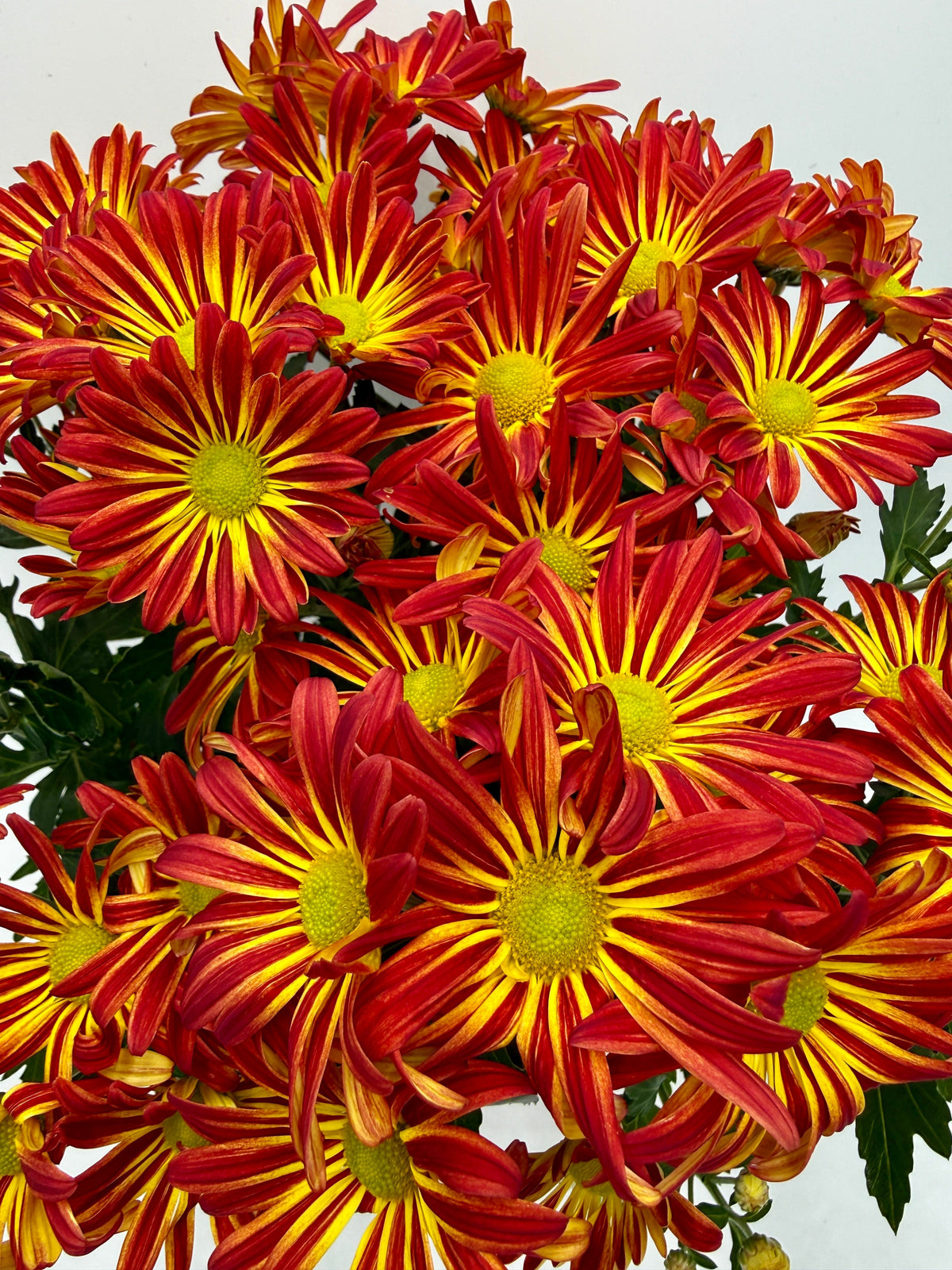 Mums (Chrysanthemum) – view 10