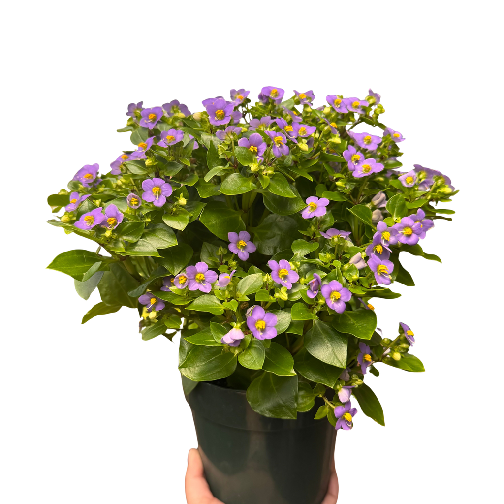 Exacum 'Persian Violet' – view 2