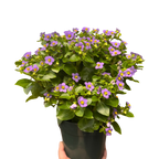 Exacum 'Persian Violet' – view 2