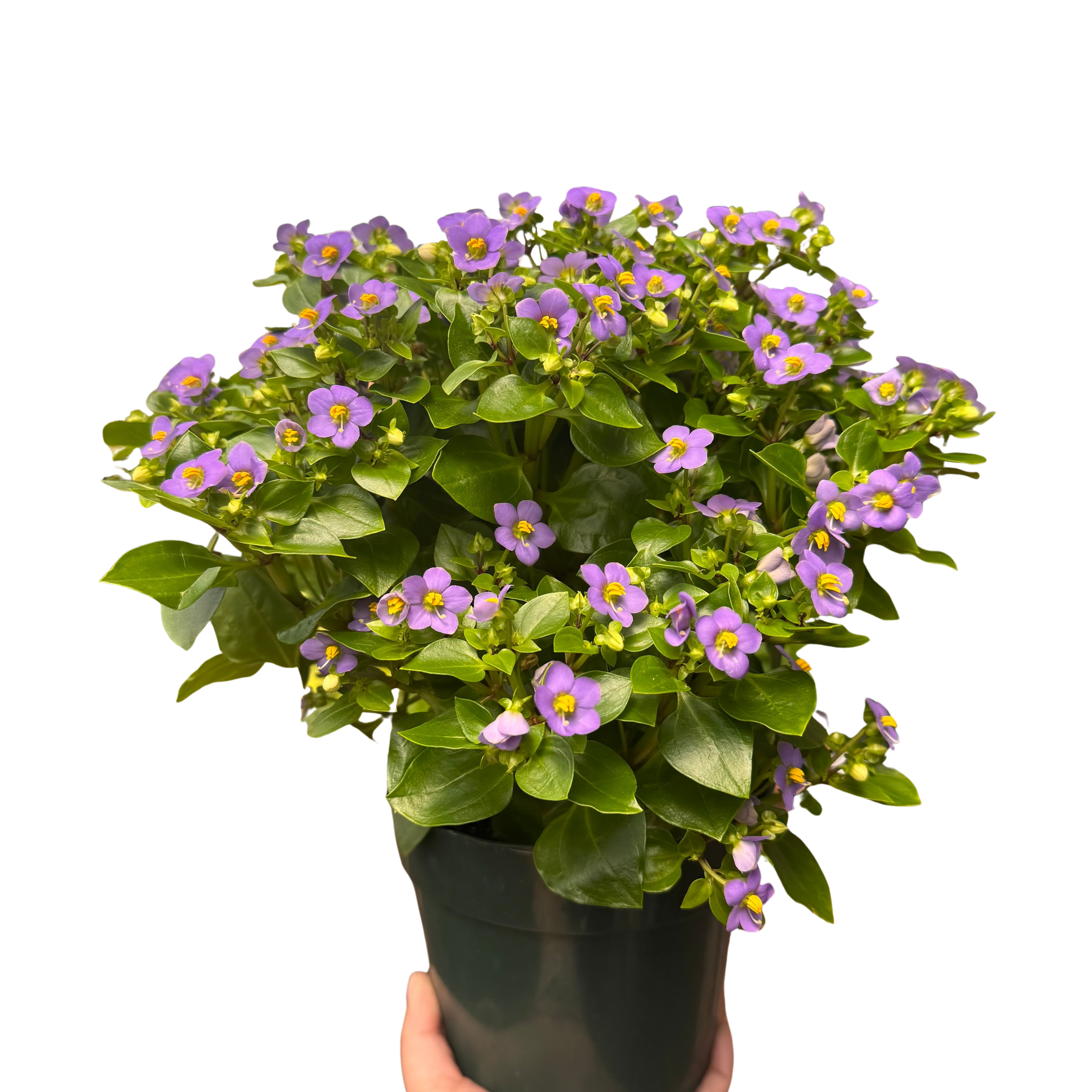 Exacum 'Persian Violet' – view 2