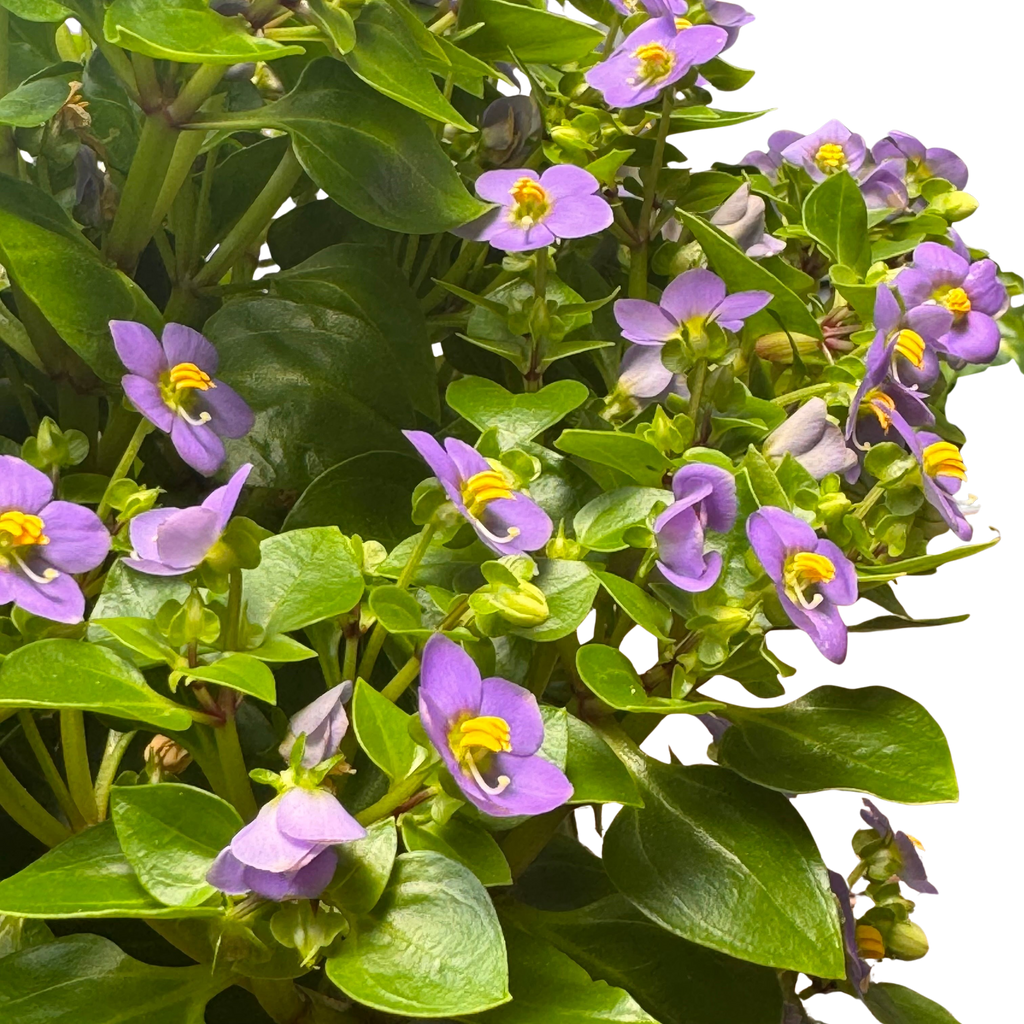 Exacum 'Persian Violet' – view 5