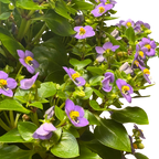 Exacum 'Persian Violet' – view 5