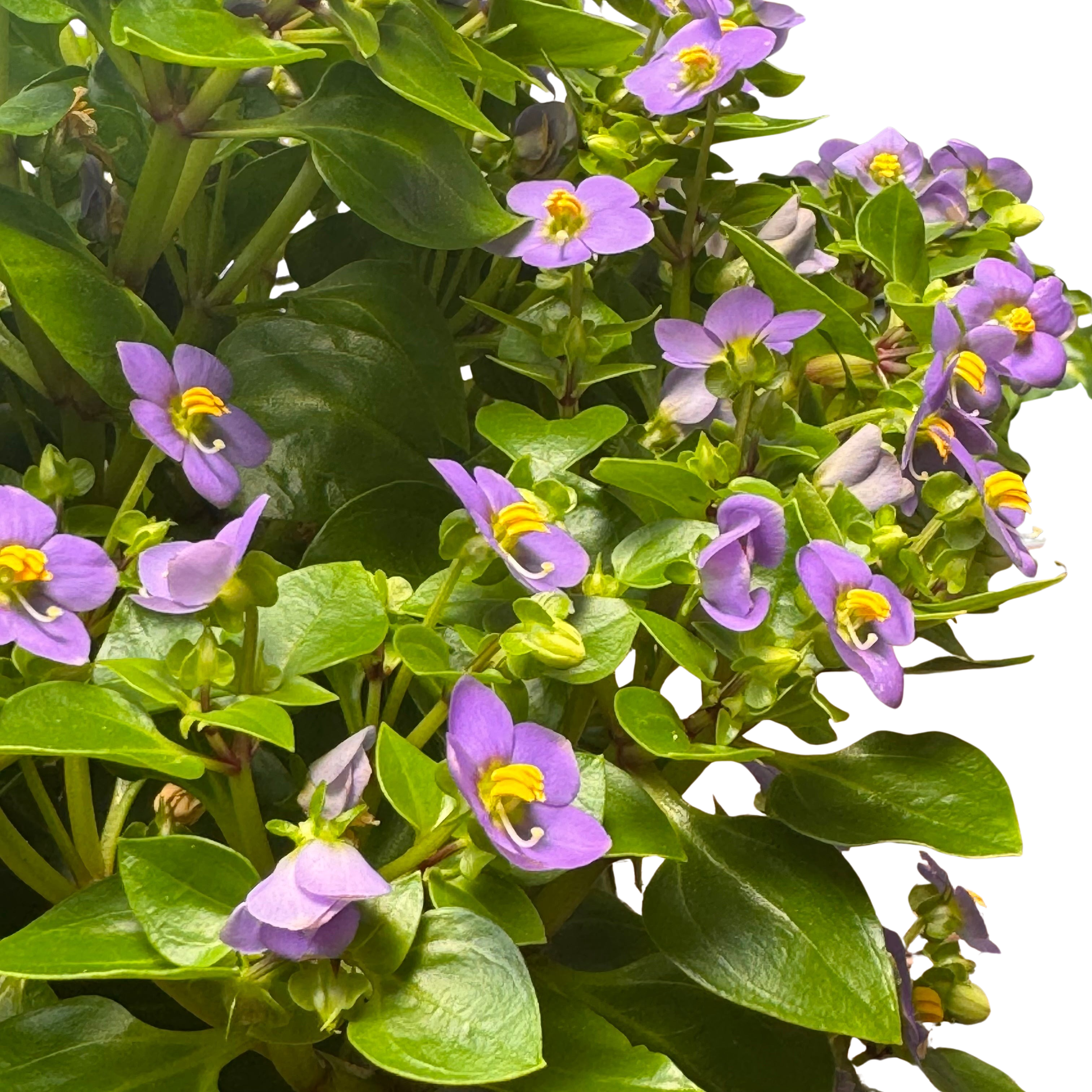 Exacum 'Persian Violet' – view 5