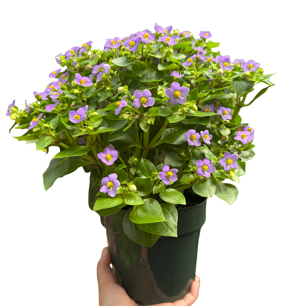 Exacum 'Persian Violet' – view 3