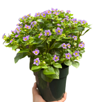 Exacum 'Persian Violet' – view 3