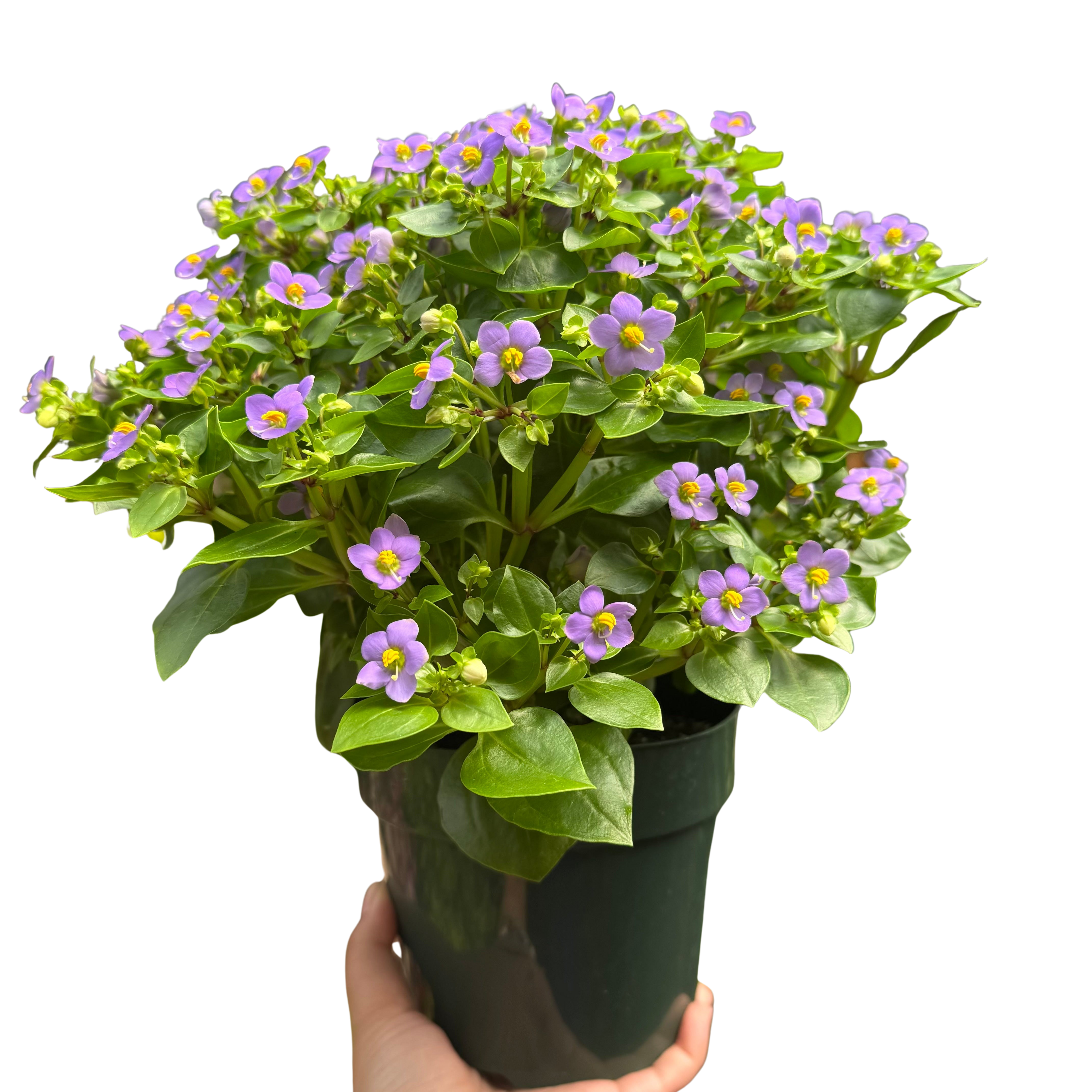 Exacum 'Persian Violet' – view 3