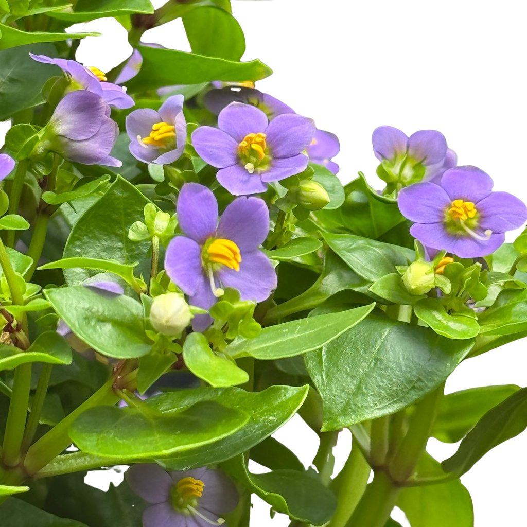 Exacum 'Persian Violet' – view 4