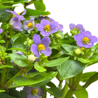 Exacum 'Persian Violet' – view 4