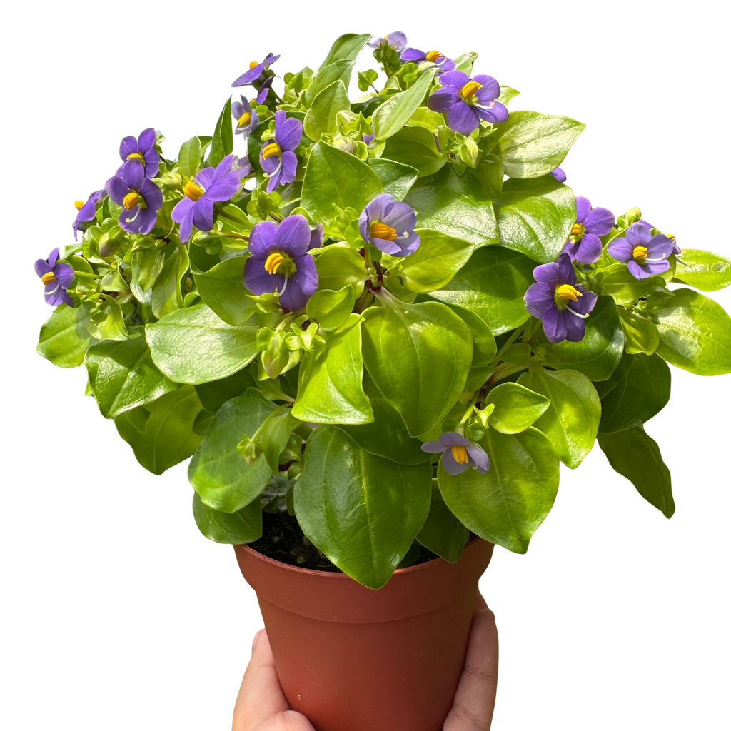Exacum 'Persian Violet'
