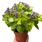 Exacum 'Persian Violet'