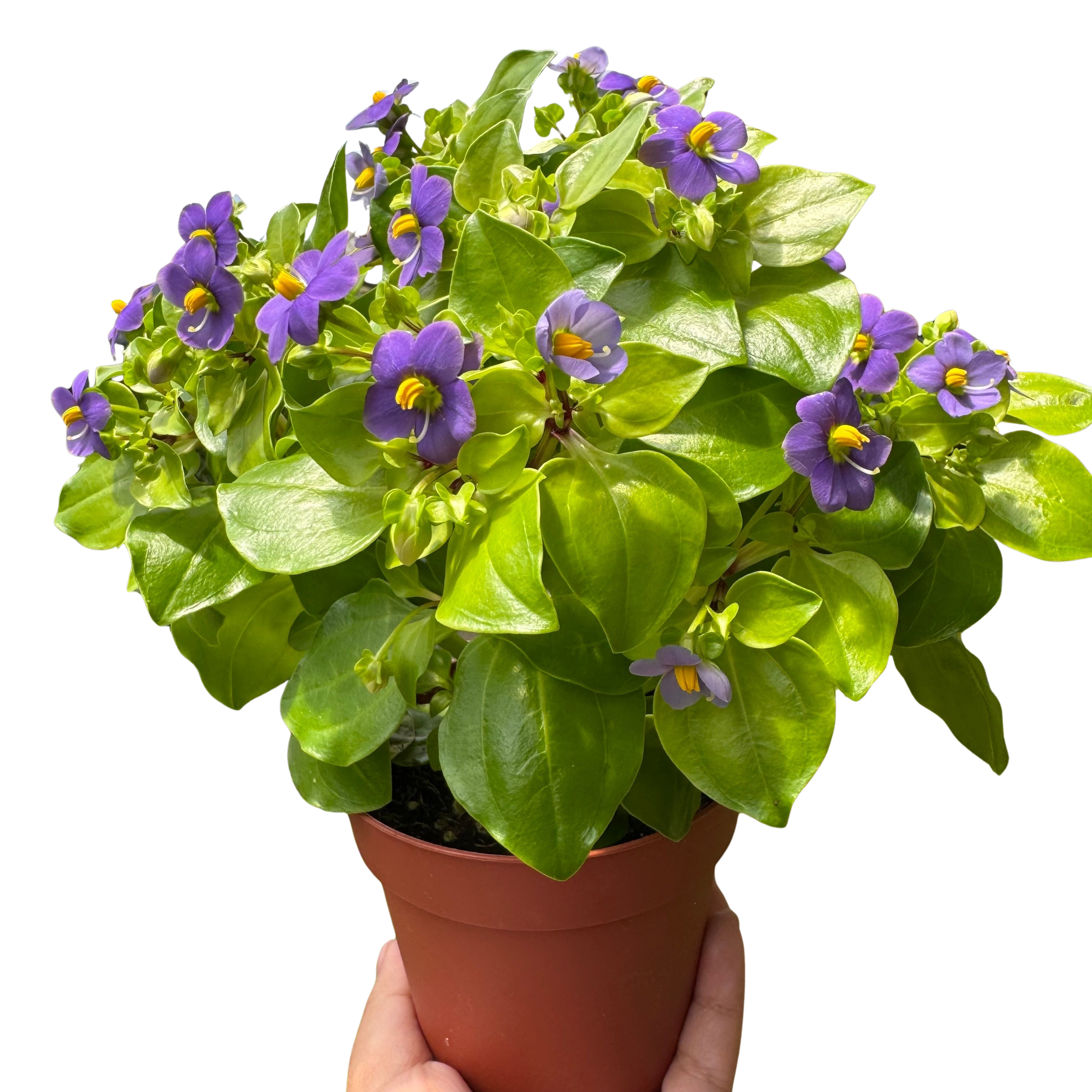 Exacum 'Persian Violet'