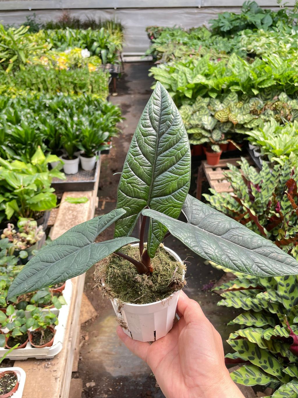 Alocasia 'Scalprum' – view 4