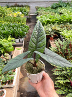 Alocasia 'Scalprum' – view 4