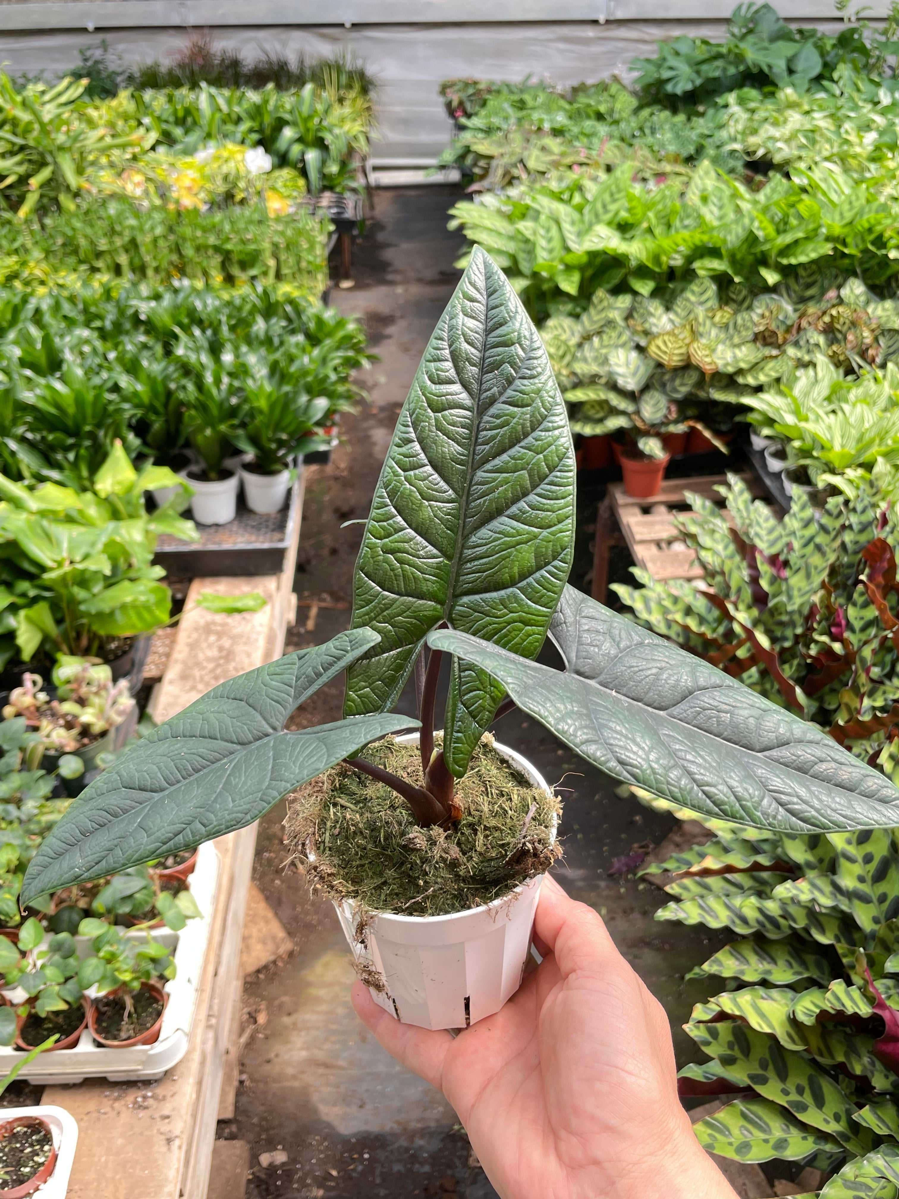 Alocasia 'Scalprum' – view 4