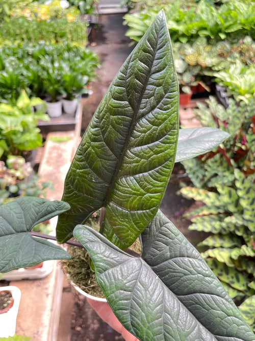 Alocasia 'Scalprum' – view 2