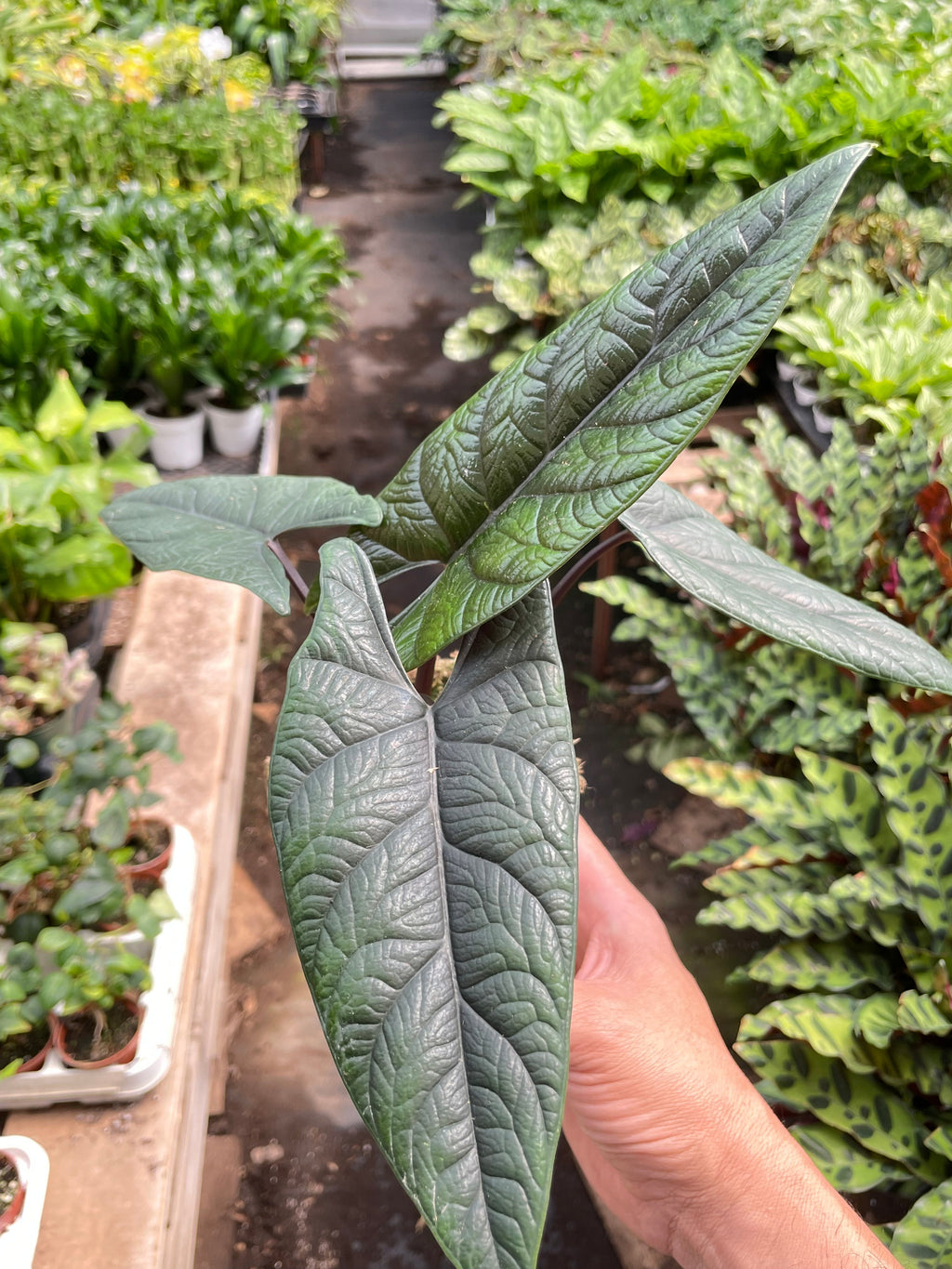Alocasia 'Scalprum' – view 3