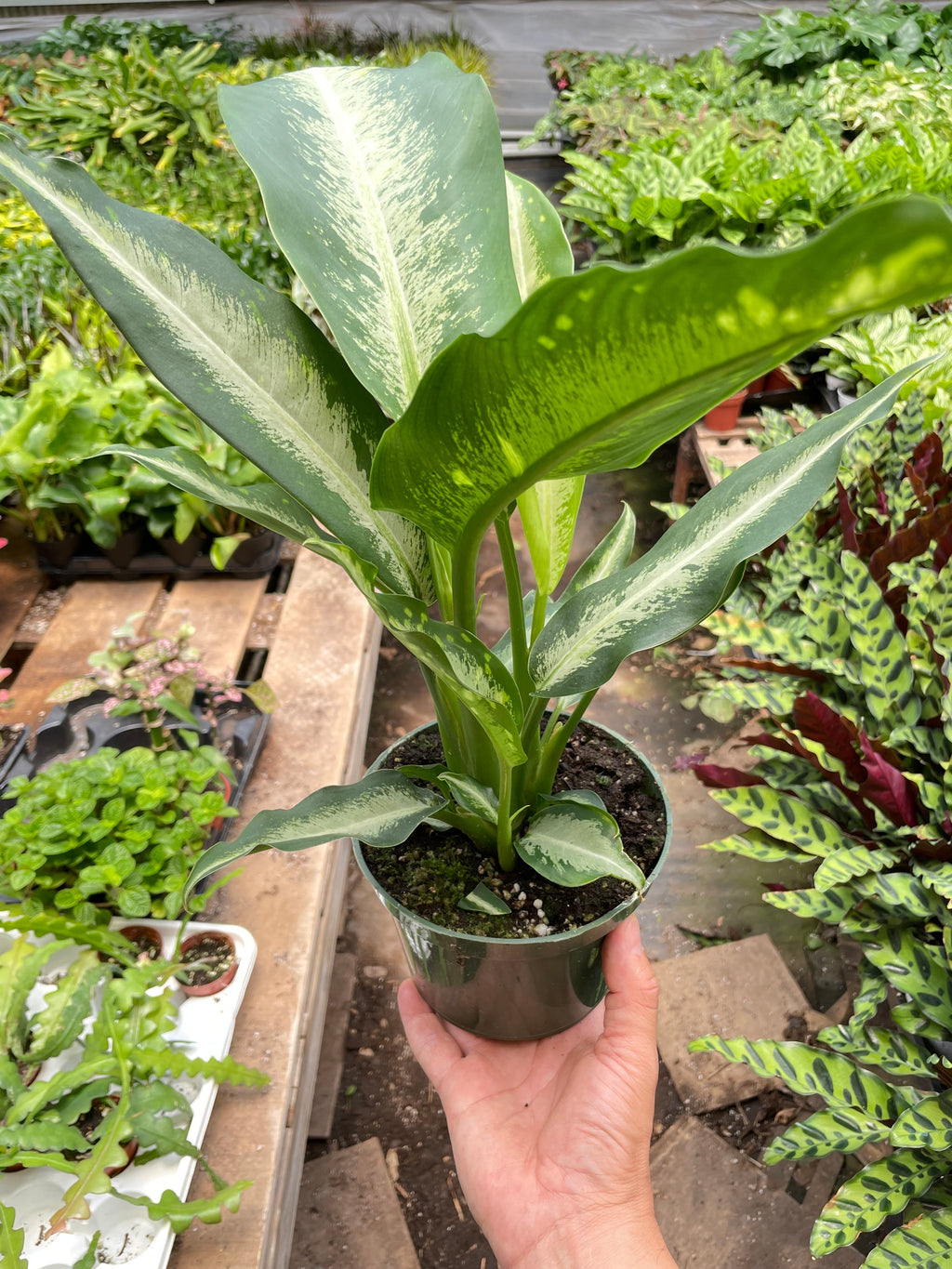 Dieffenbachia Panther – view 4