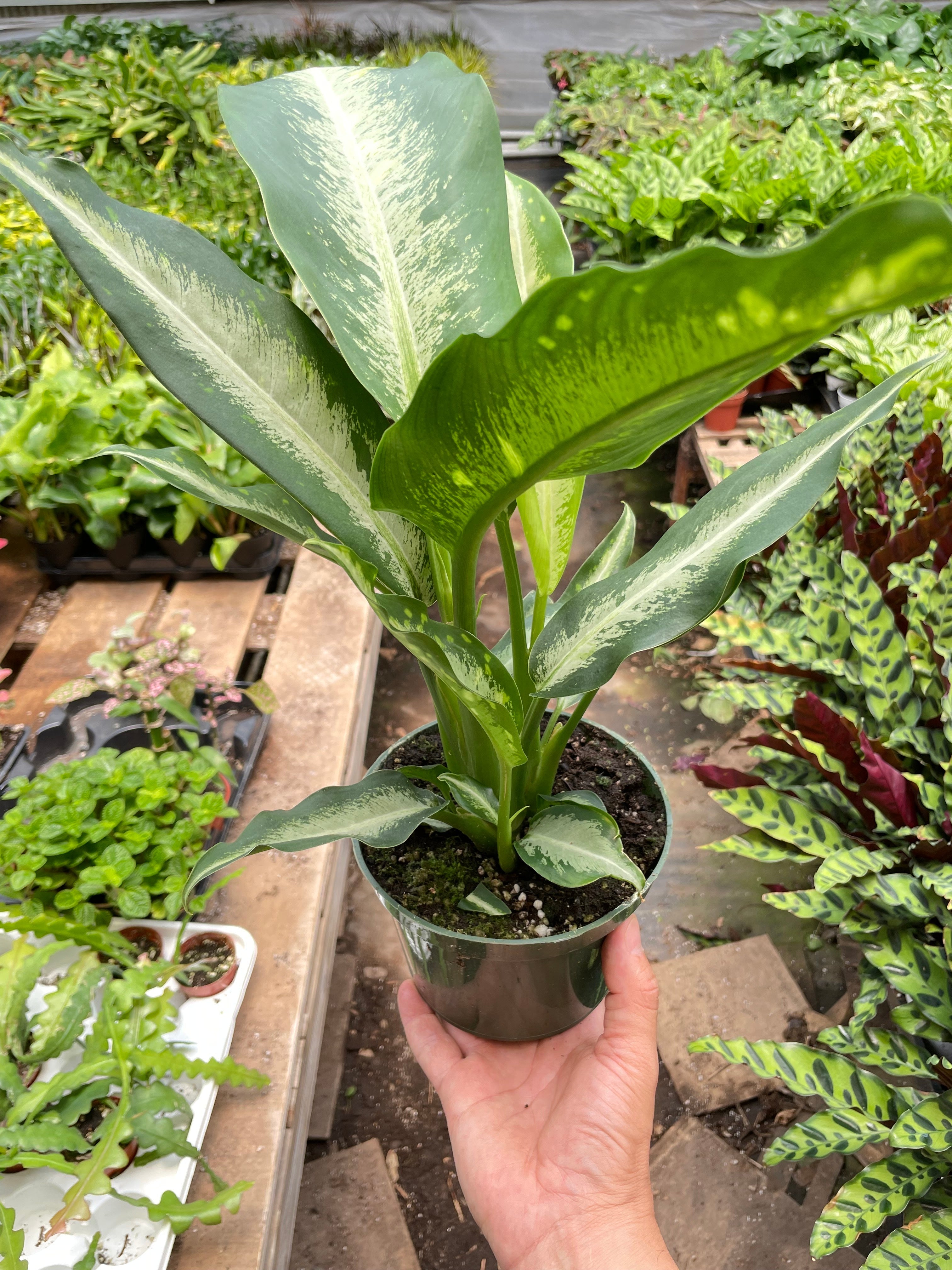 Dieffenbachia Panther – view 4