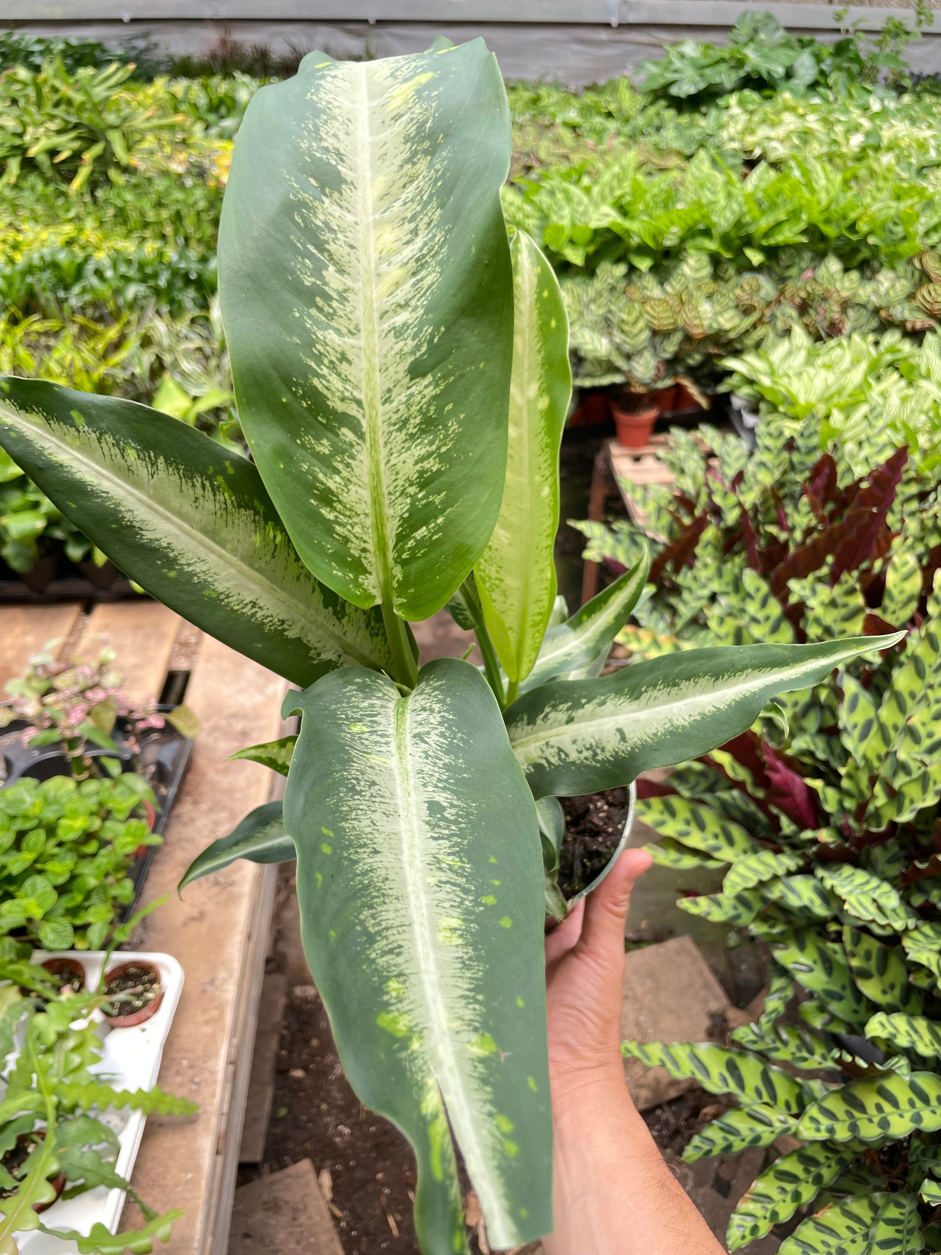 Dieffenbachia Panther – view 3