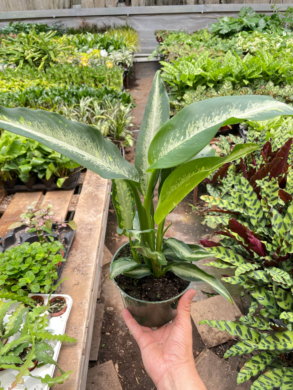 Dieffenbachia Panther – view 2