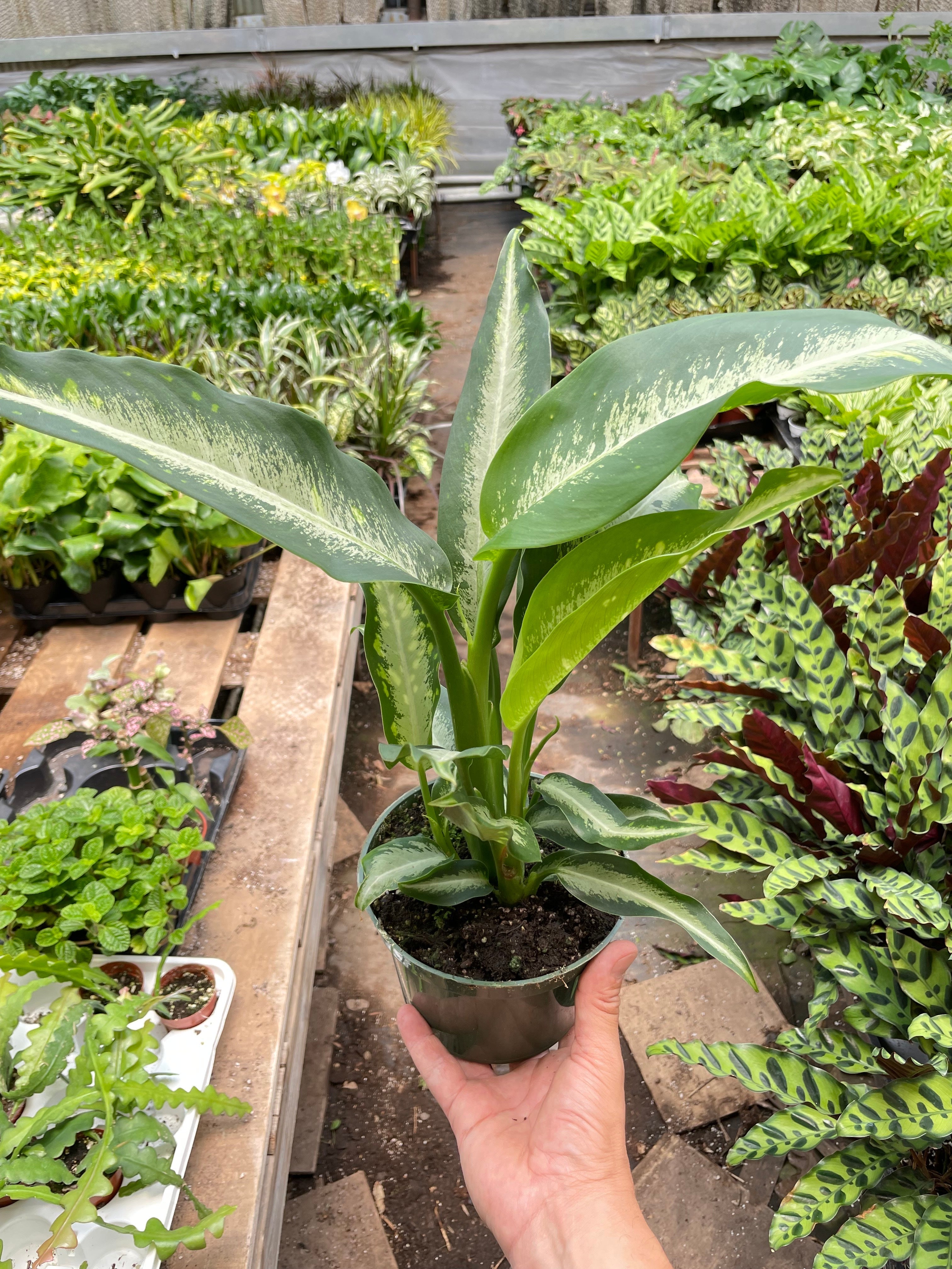 Dieffenbachia Panther – view 2