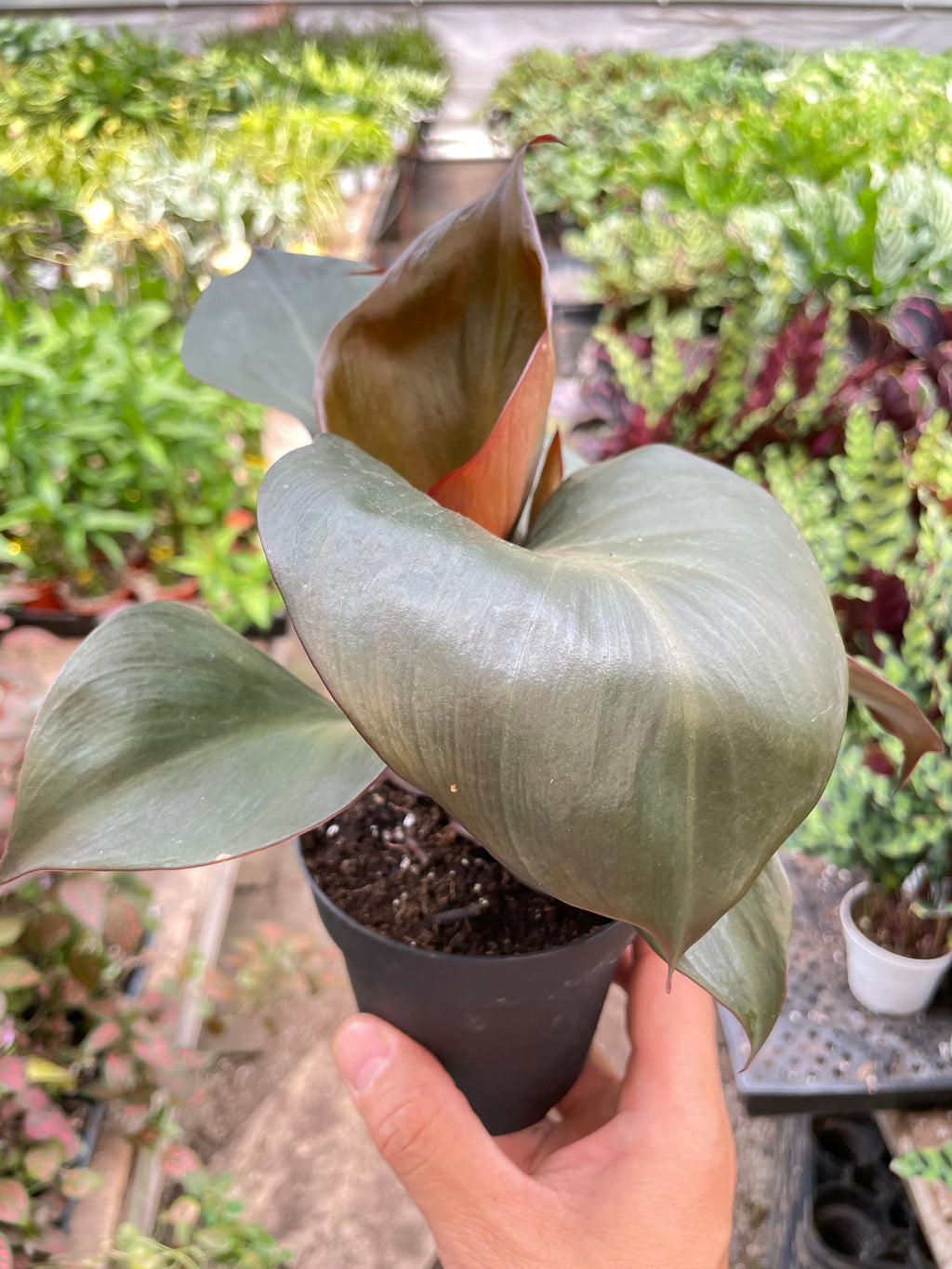Philodendron 'Red Heart' – view 4