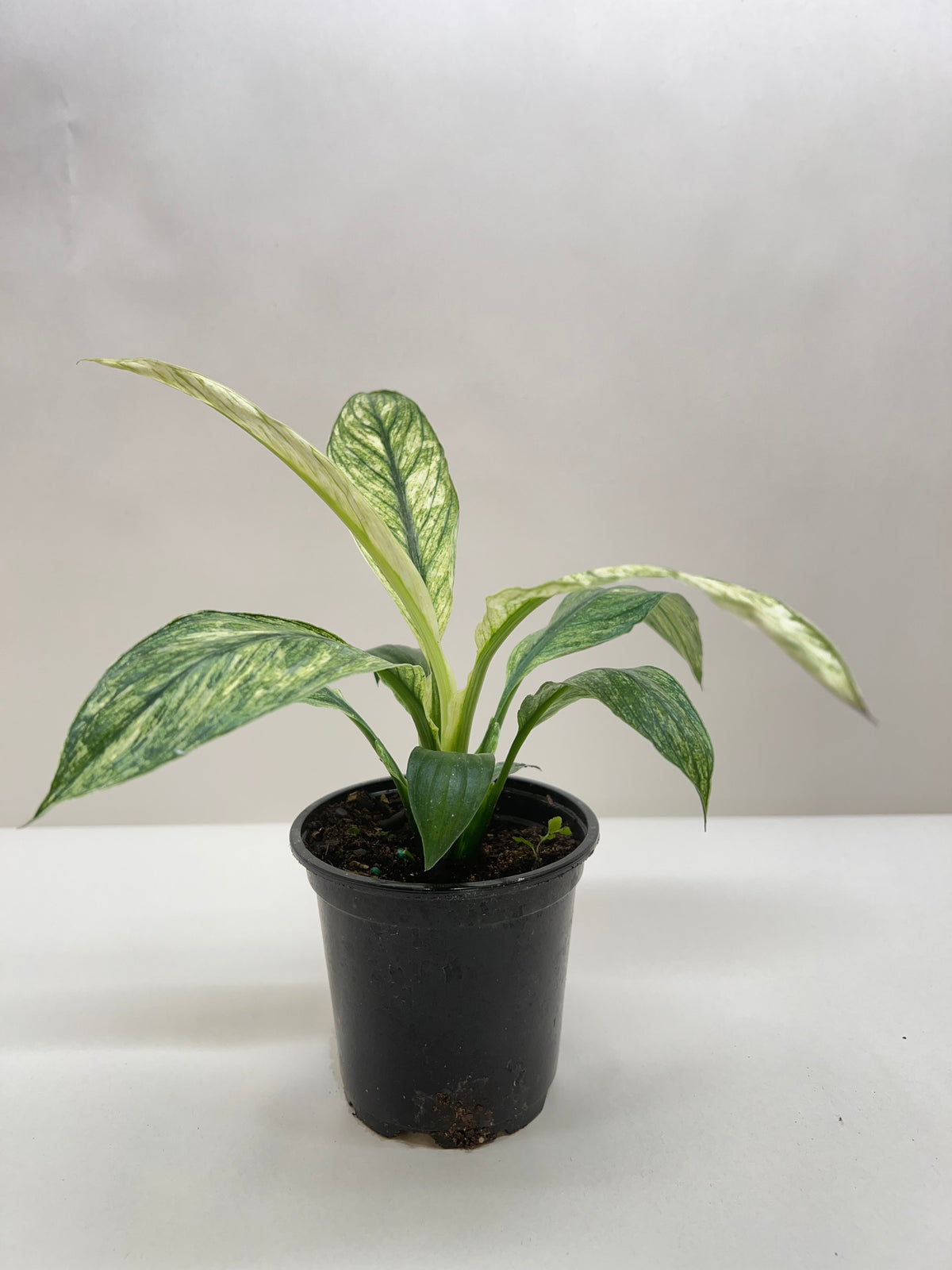 Spathiphyllum Jessica – view 2