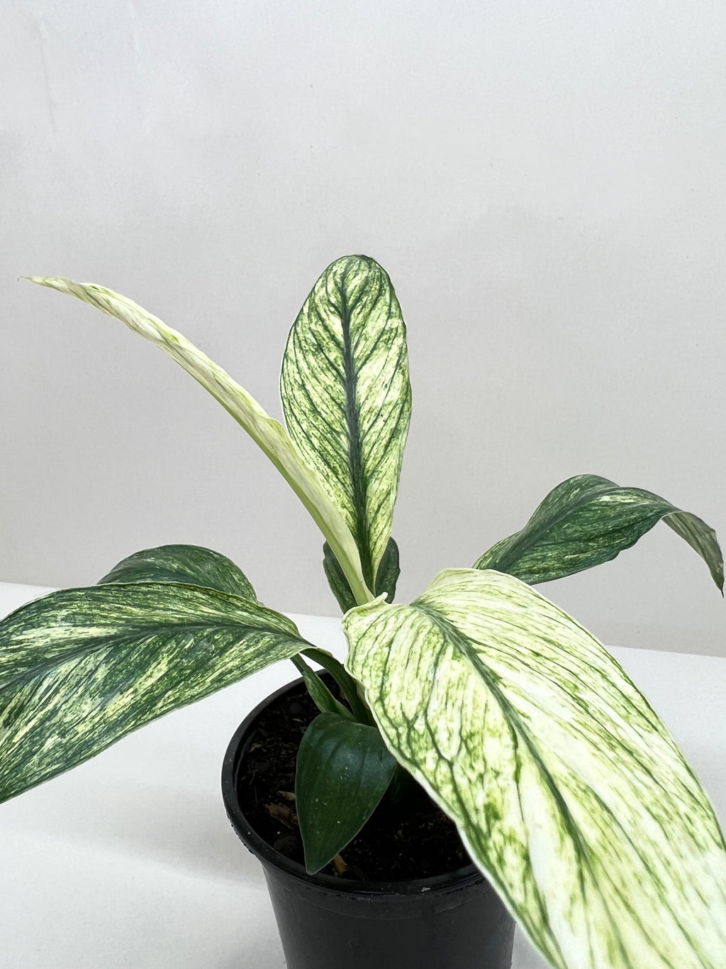 Spathiphyllum Jessica – view 3