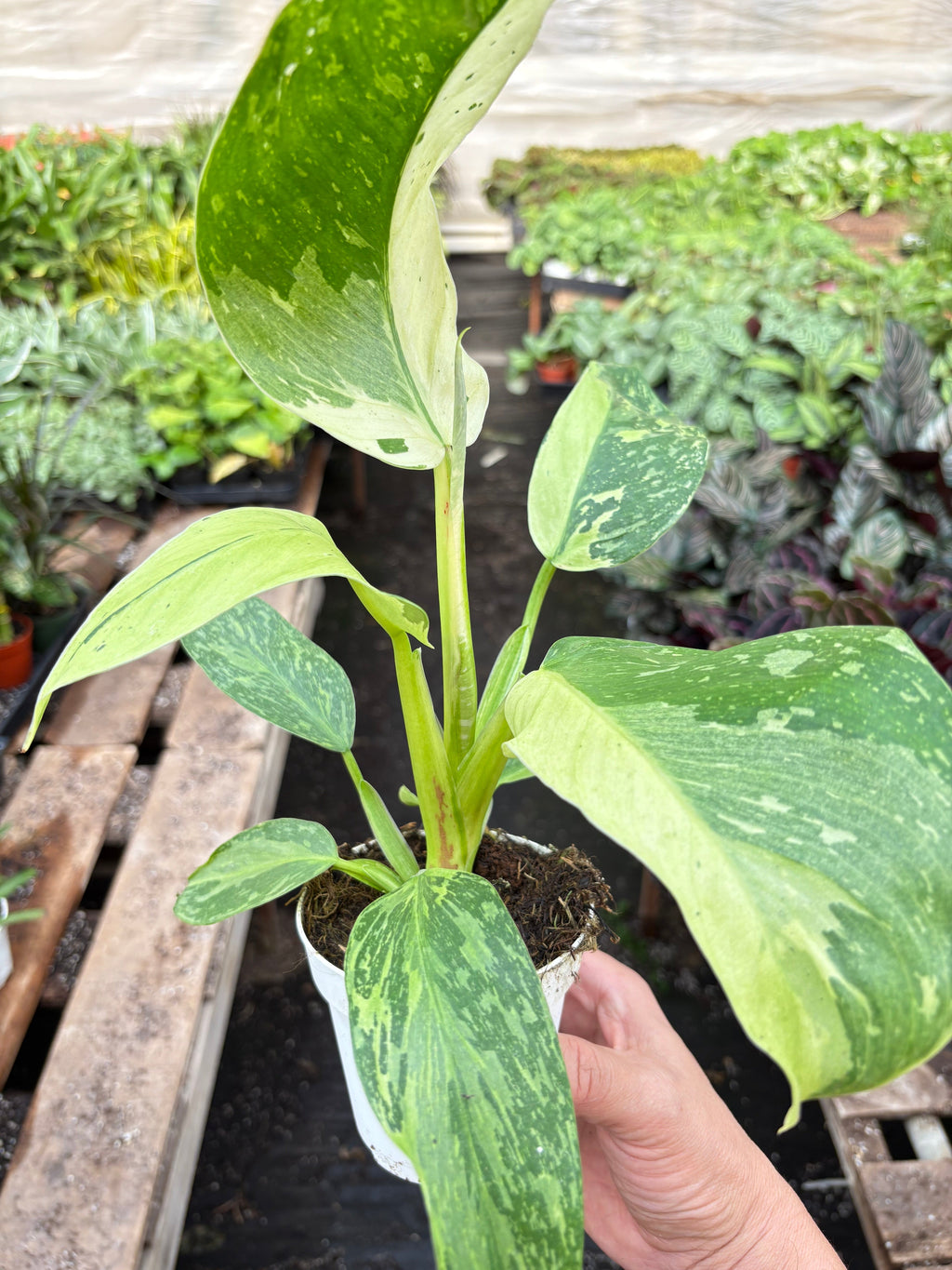 Philodendron Jose Bueno – view 5