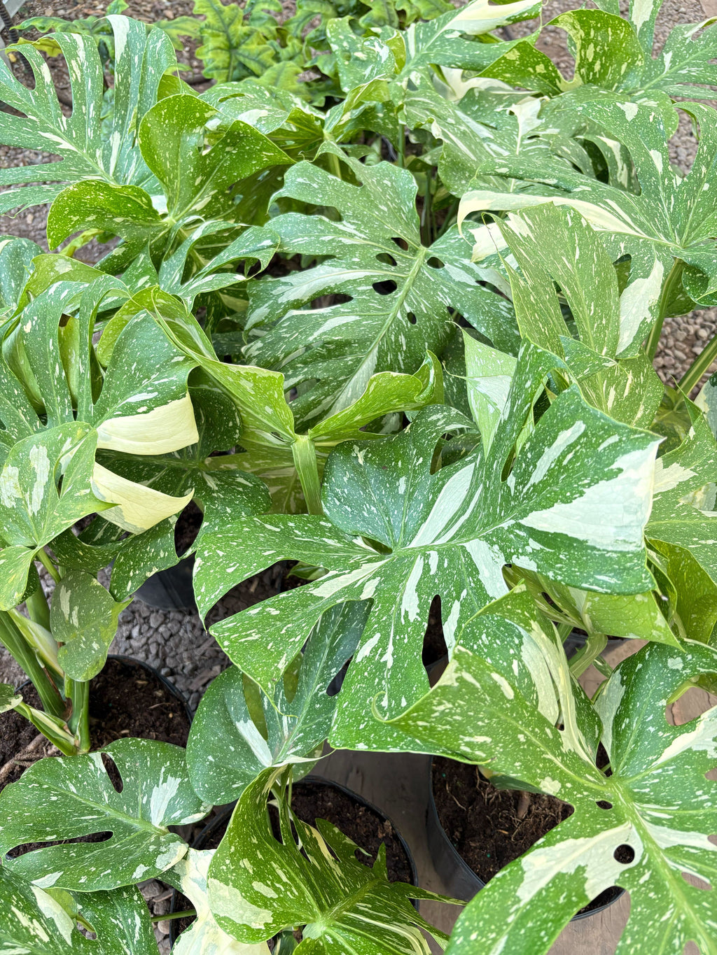 Monstera 'Thai Constellation' – view 11