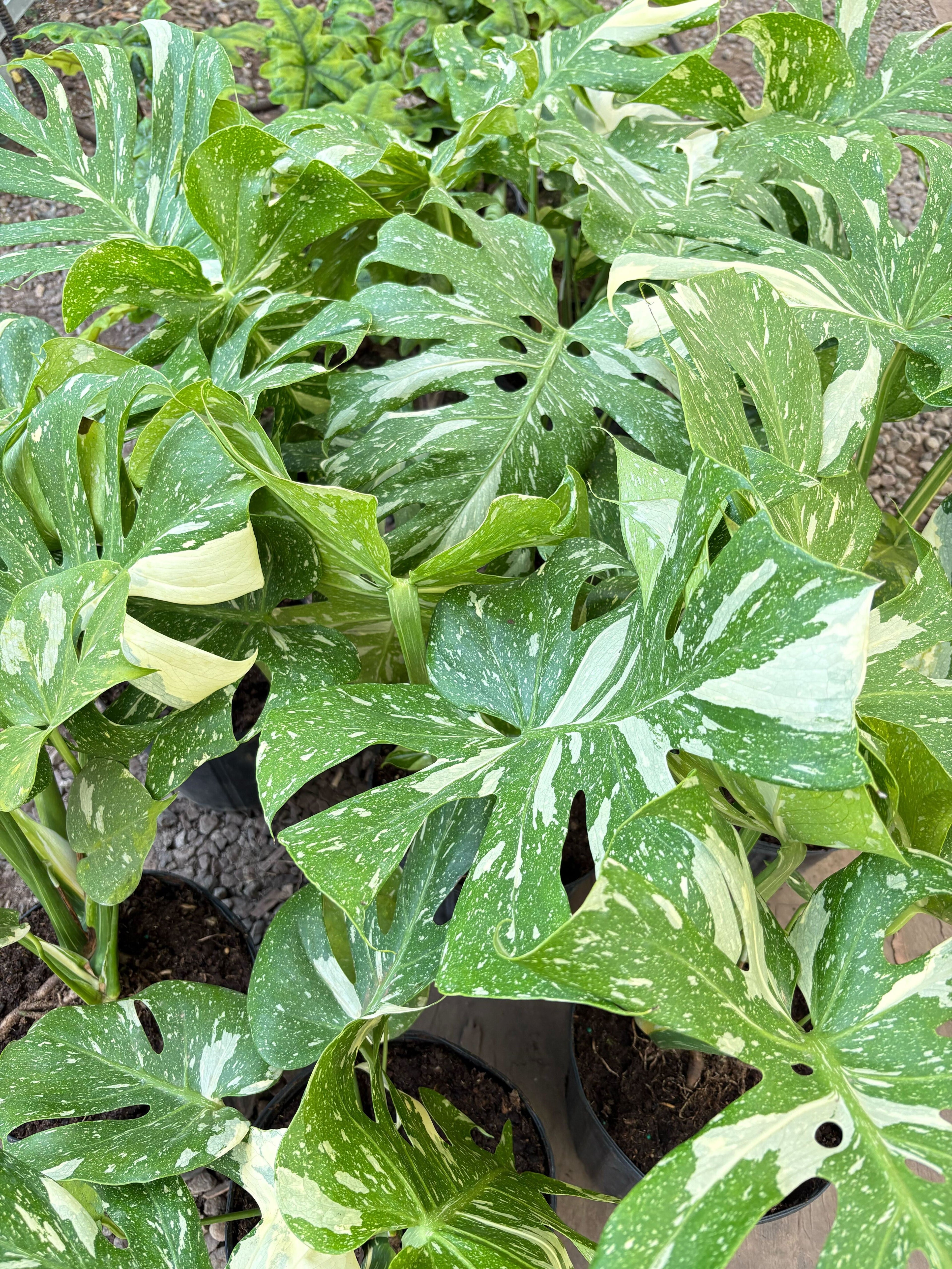 Monstera 'Thai Constellation' – view 11