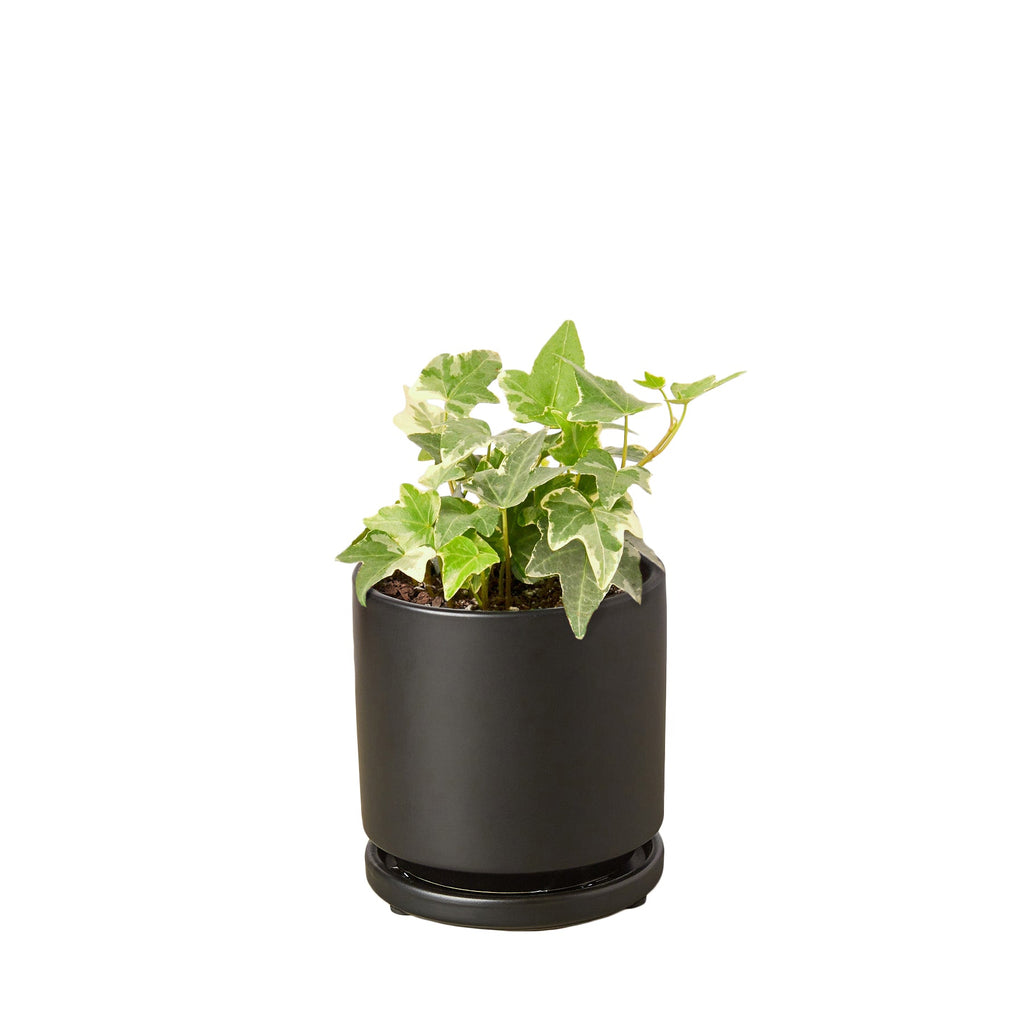 English Ivy 'Glacier' – view 6
